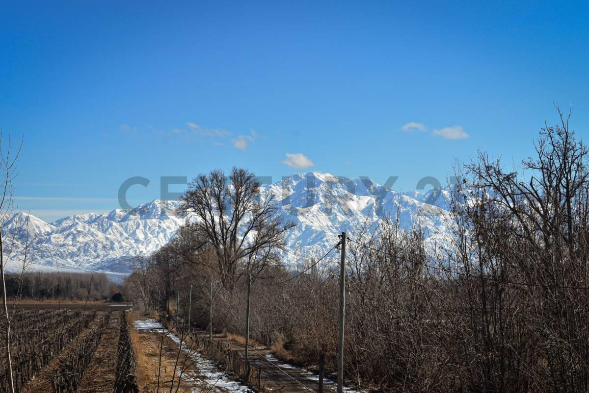 Viñedo, San Carlos, Chilecito 3