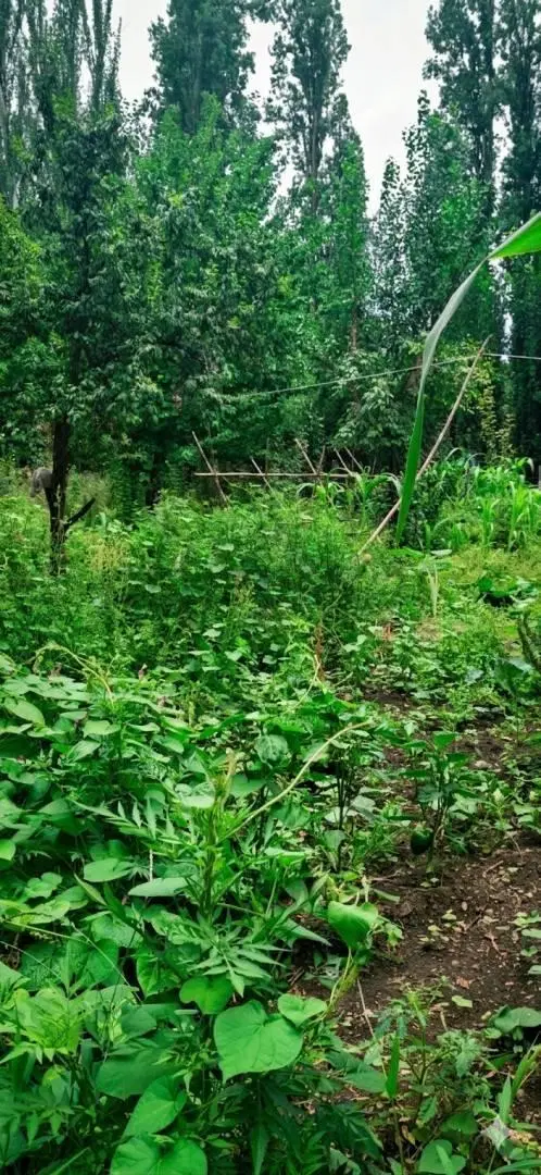 Venta terreno forestado Las Compuertas 4