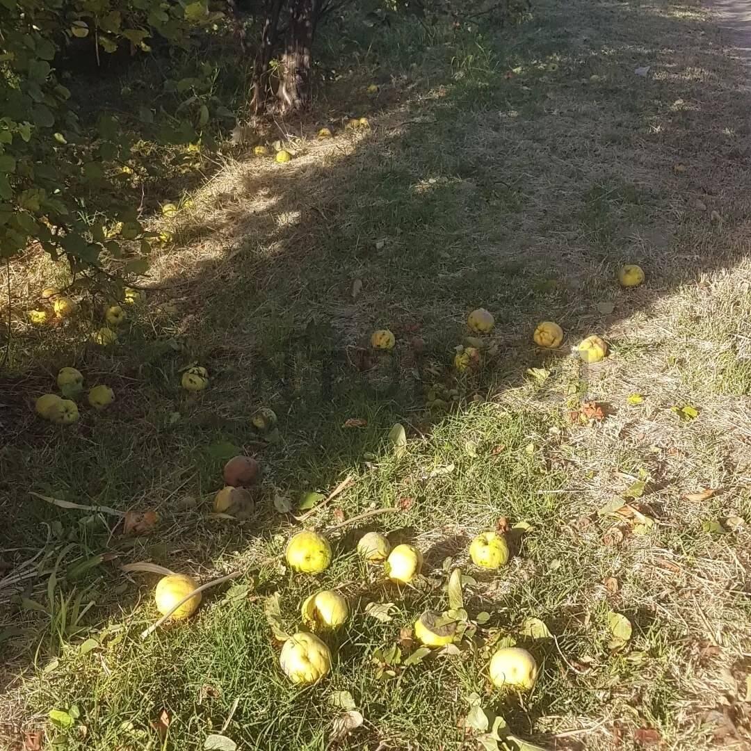 Foto de Century 21 López ofrece a la venta finca productiva de 24 hectáreas en, imagen 2