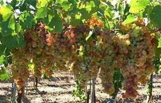 Foto de Century 21 López ofrece a la venta finca productiva de 24 hectáreas en, imagen 5