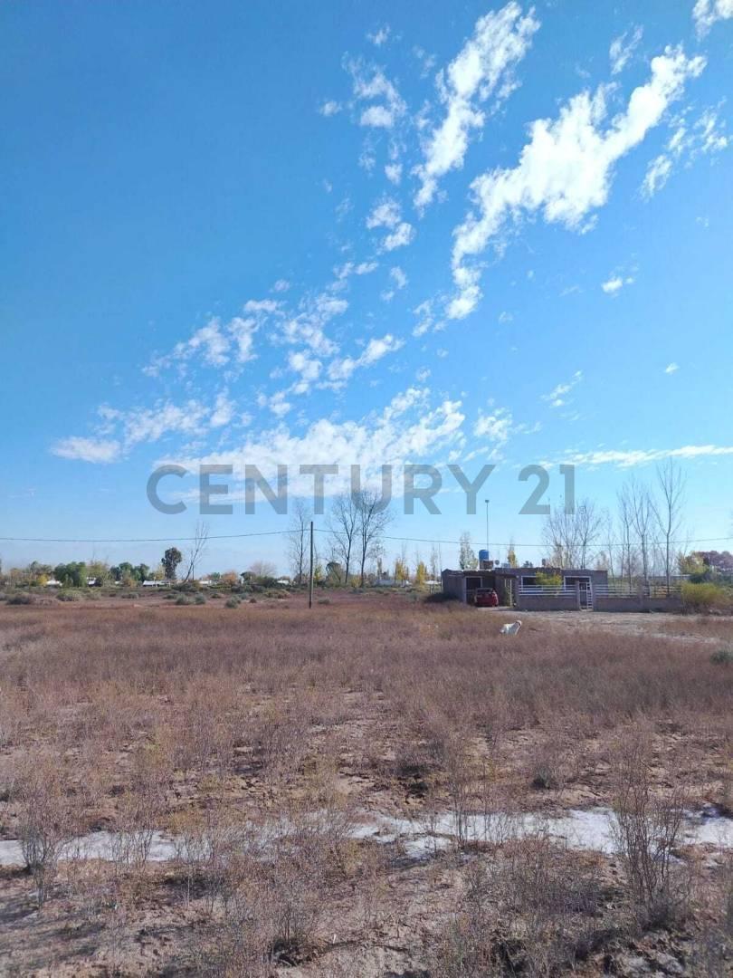 Foto de VENTA TERRENO, JOCOLI VIEJO, LAVALLE, MENDOZA, imagen 2