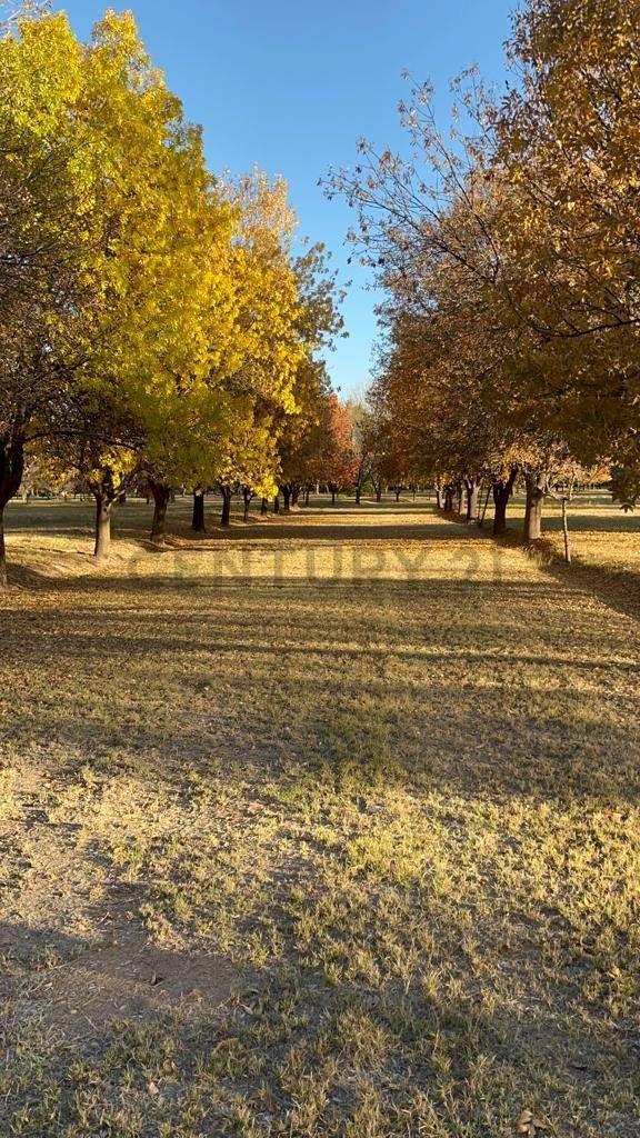 Foto de Terreno Lujan de Cuyo, imagen 2