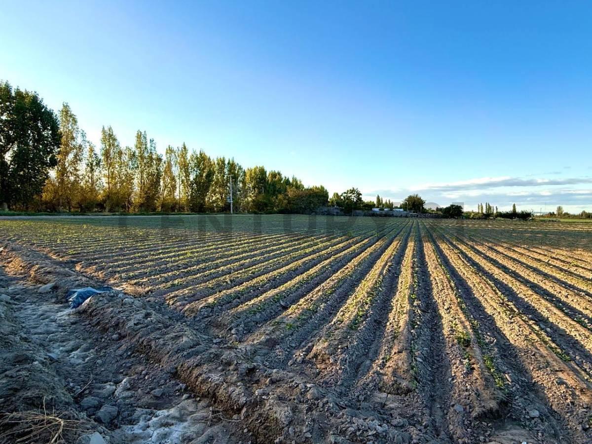 Foto de Century21 López ofrece a la venta Finca en Rodeo del Medio, Maipú., imagen 3