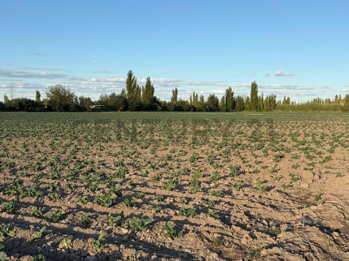 Foto de Century21 López ofrece a la venta Finca en Rodeo del Medio, Maipú., imagen 4