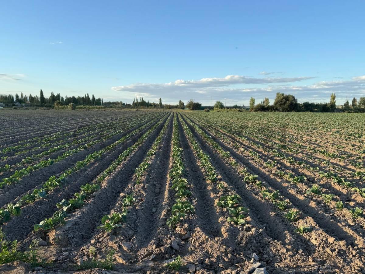 Foto de Century21 López ofrece a la venta Finca en Rodeo del Medio, Maipú., imagen 1