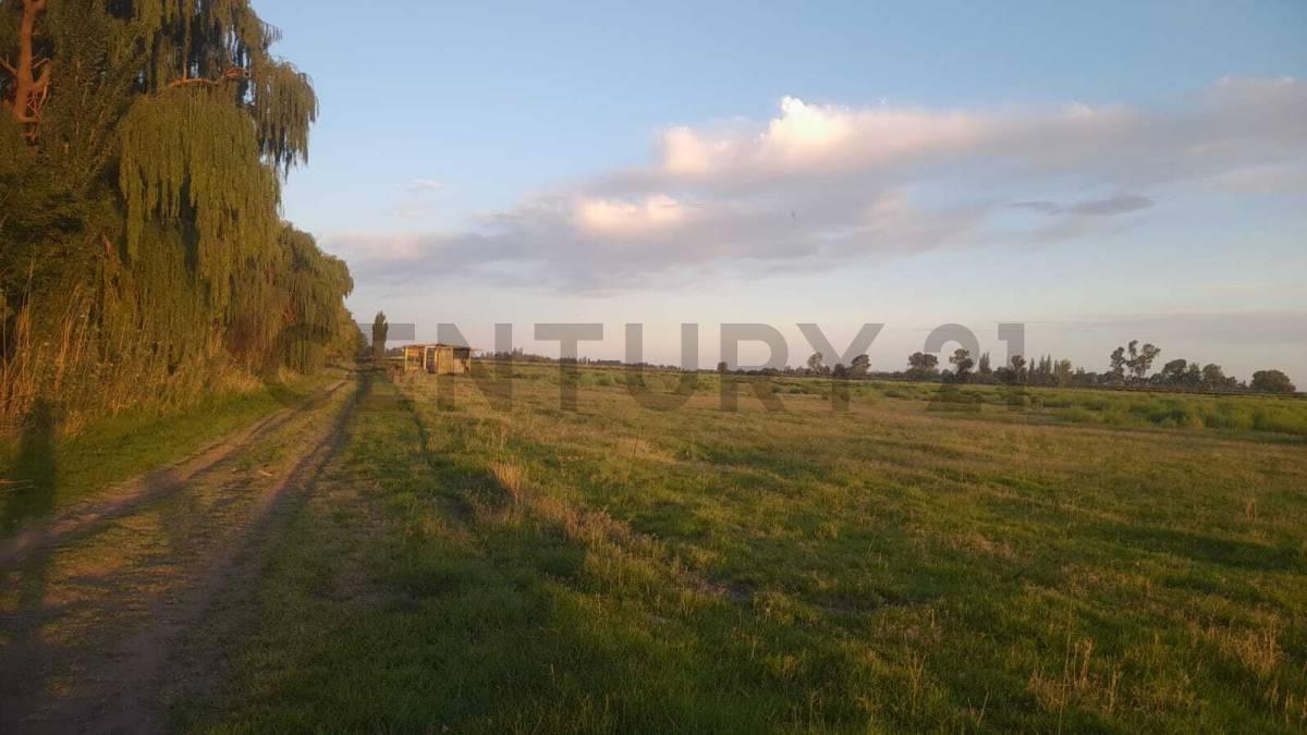 Foto de LOTE EN VENTA EN CALLE CORNELIO SAAVEDRA - GOUDGE - SAN RAFAEL, imagen 2