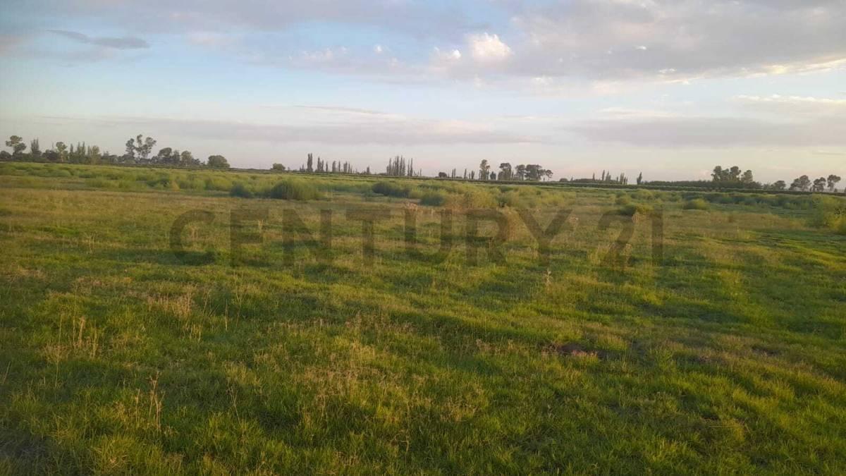Foto de LOTE EN VENTA EN CALLE CORNELIO SAAVEDRA - GOUDGE - SAN RAFAEL, imagen 4