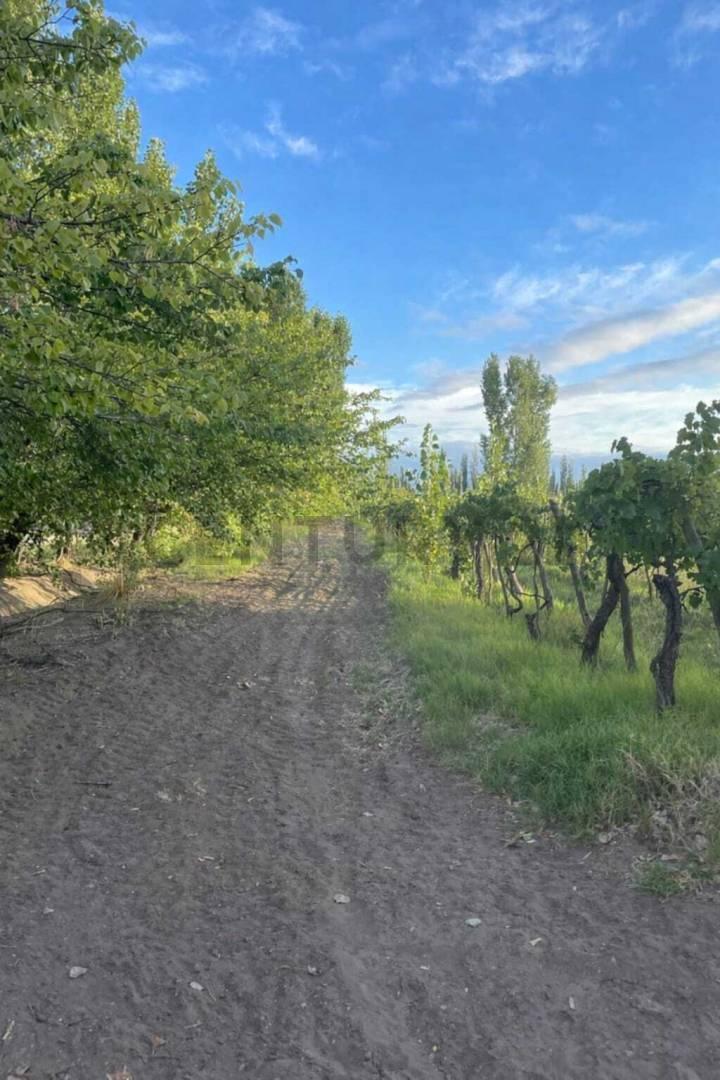Foto de FINCA EN VENTA, IDEAL PARA LOTEO, imagen 5