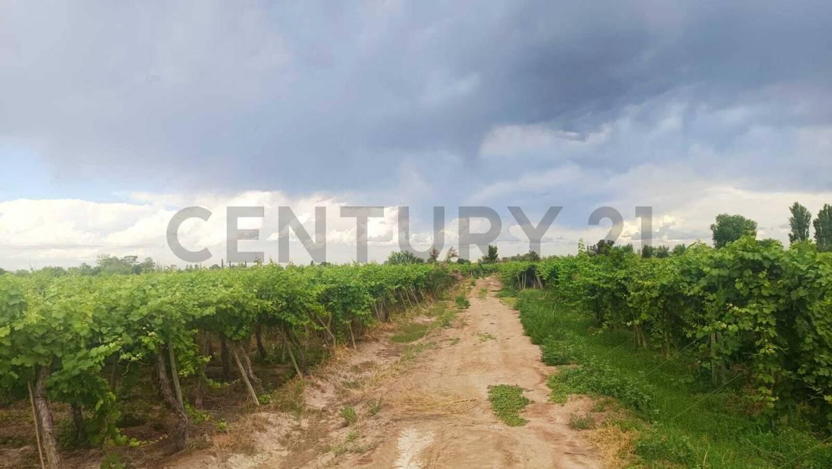 Foto de Venta de Finca en Producción Colonia Segovia, imagen 5