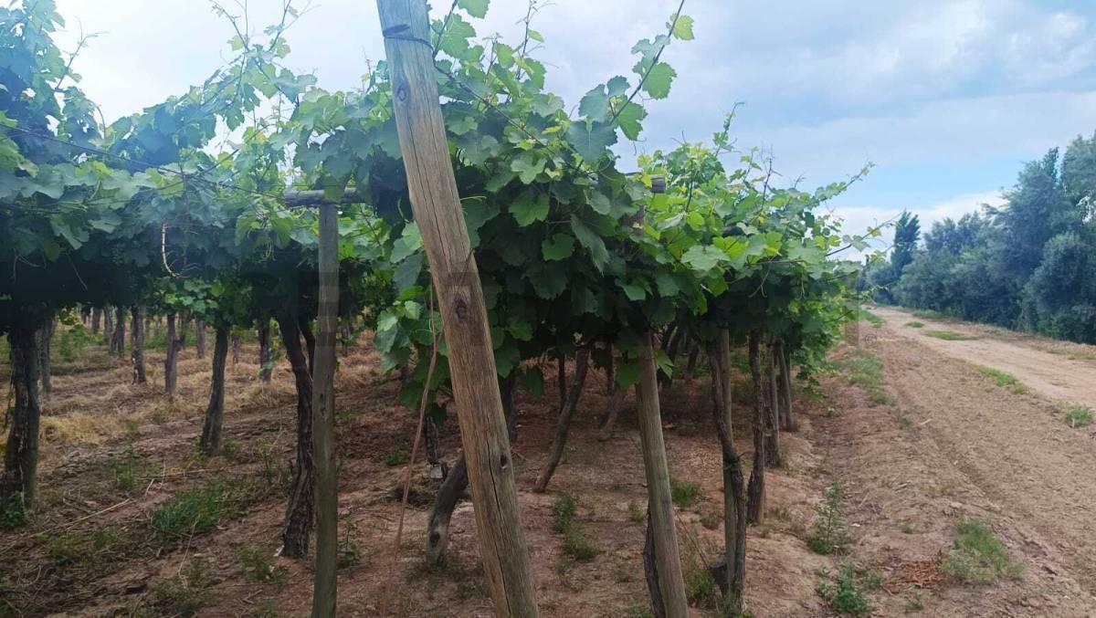 Foto de Venta de Finca en Producción Colonia Segovia, imagen 1