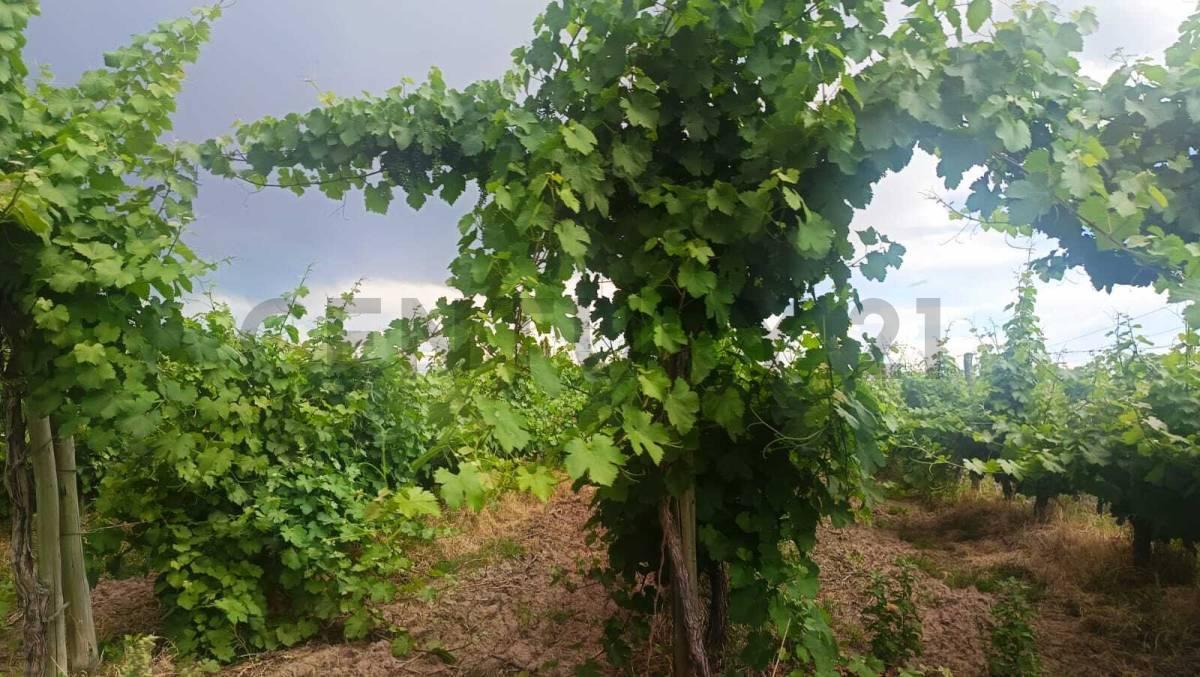 Foto de Venta de Finca en Producción Colonia Segovia, imagen 3