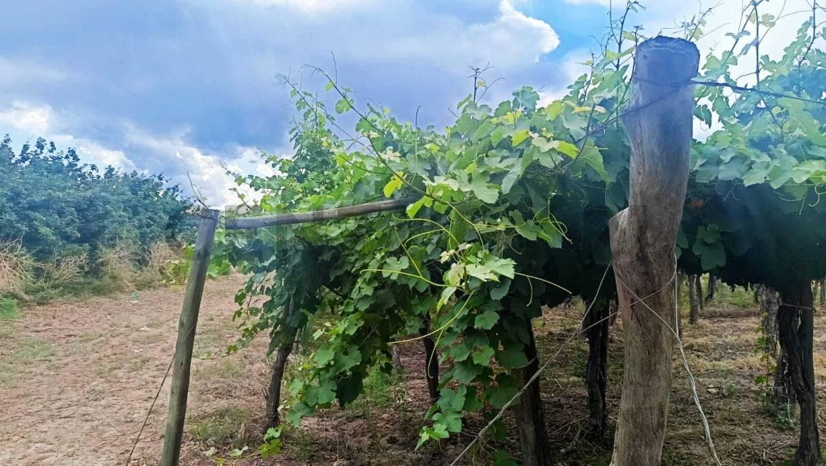 Foto de Venta de Finca en Producción Colonia Segovia, imagen 4
