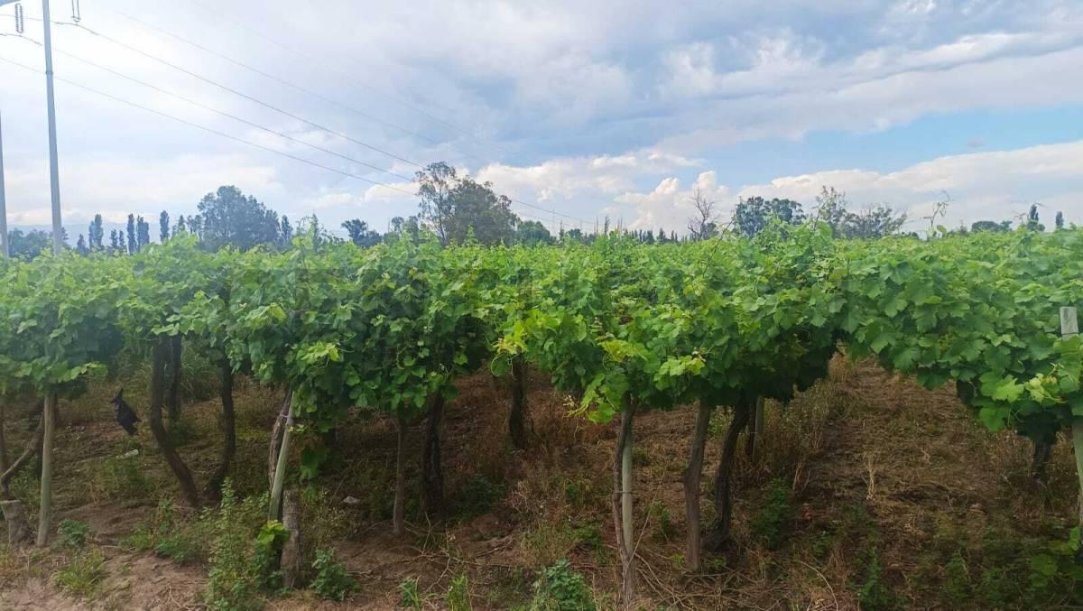 Foto de Venta de Finca en Producción Colonia Segovia, imagen 2