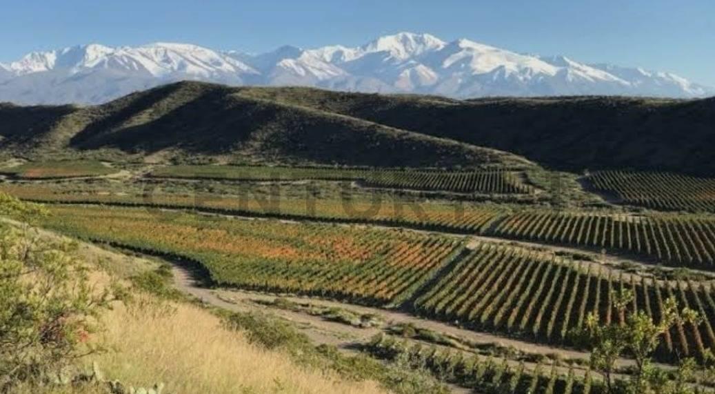 Foto de Century 21 vende 60 hectáreas de chacra en Valle de Uco, imagen 5
