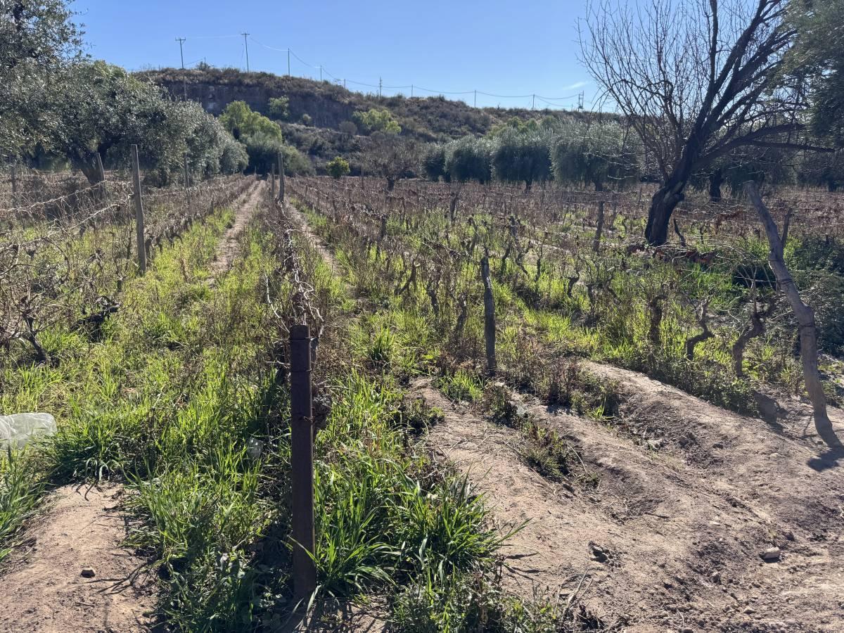 Foto de VENTA DE FINCA EN LUNLUNTA, imagen 4