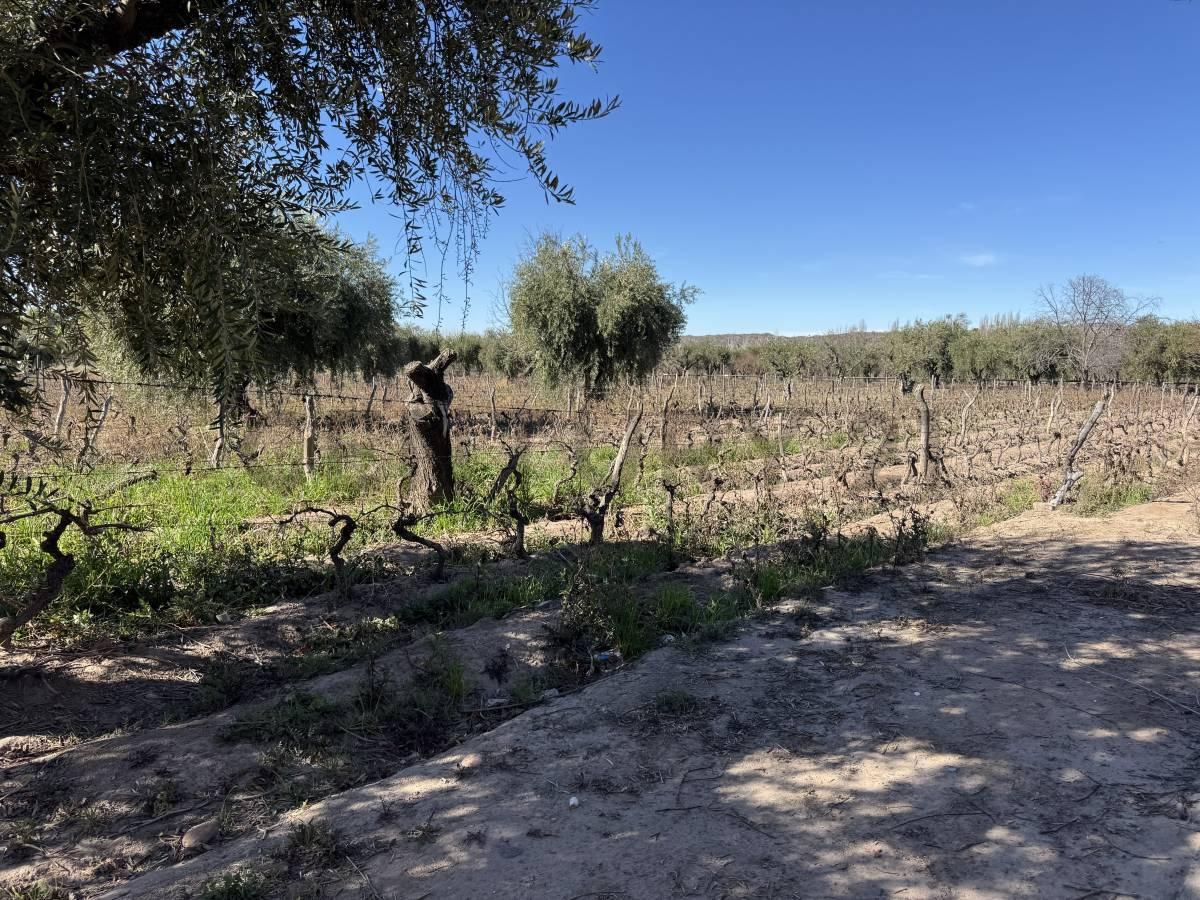 Foto de VENTA DE FINCA EN LUNLUNTA, imagen 5