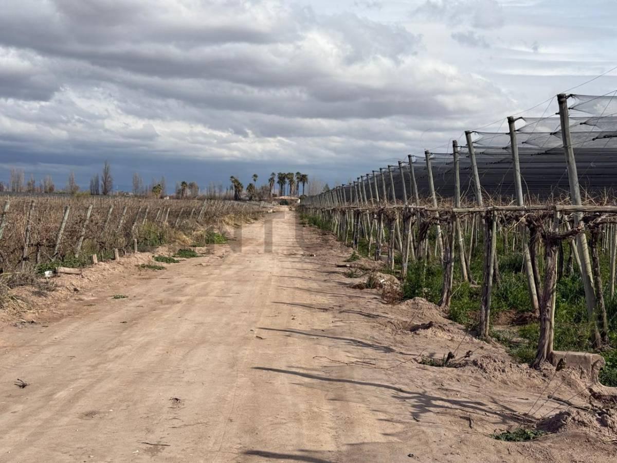 Foto de Finca en Venta, Rodeo del Medio, Maipú, Mendoza, imagen 3
