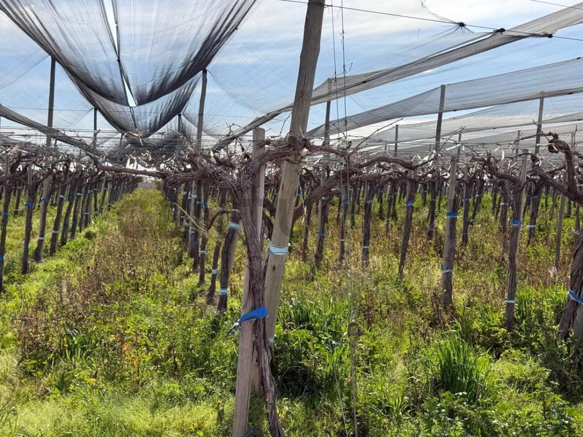 Foto de Finca en Venta, Rodeo del Medio, Maipú, Mendoza, imagen 1