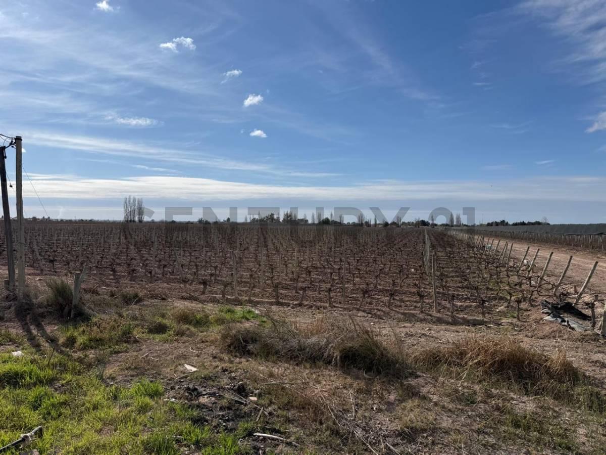 Foto de Finca en Venta, Rodeo del Medio, Maipú, Mendoza, imagen 5