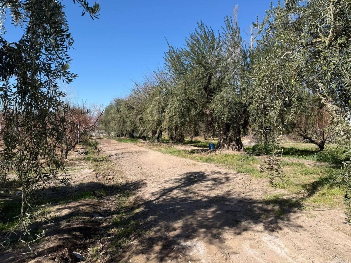 Foto de VENTA TERRENO EN COQUIMBITO MAIPU, imagen 4
