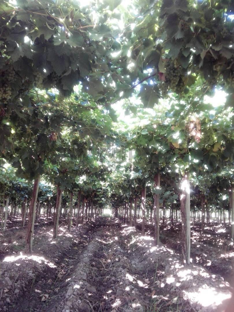 Foto de VENTA DE FINCA EN LAVALLE MENDOZA, imagen 5