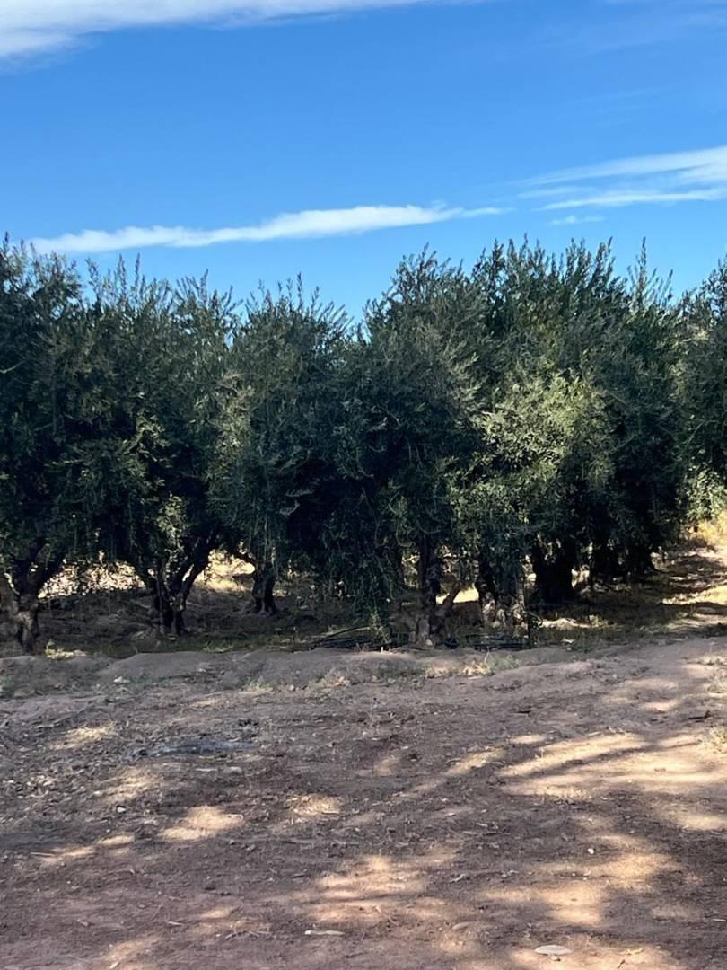Foto de VENTA DE FINCA EN LAVALLE MENDOZA, imagen 4