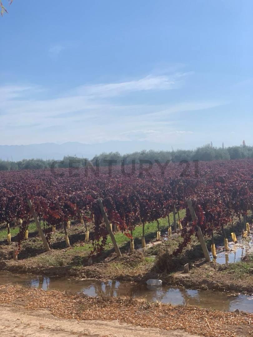 Foto de VENTA DE FINCA EN LAVALLE MENDOZA, imagen 1