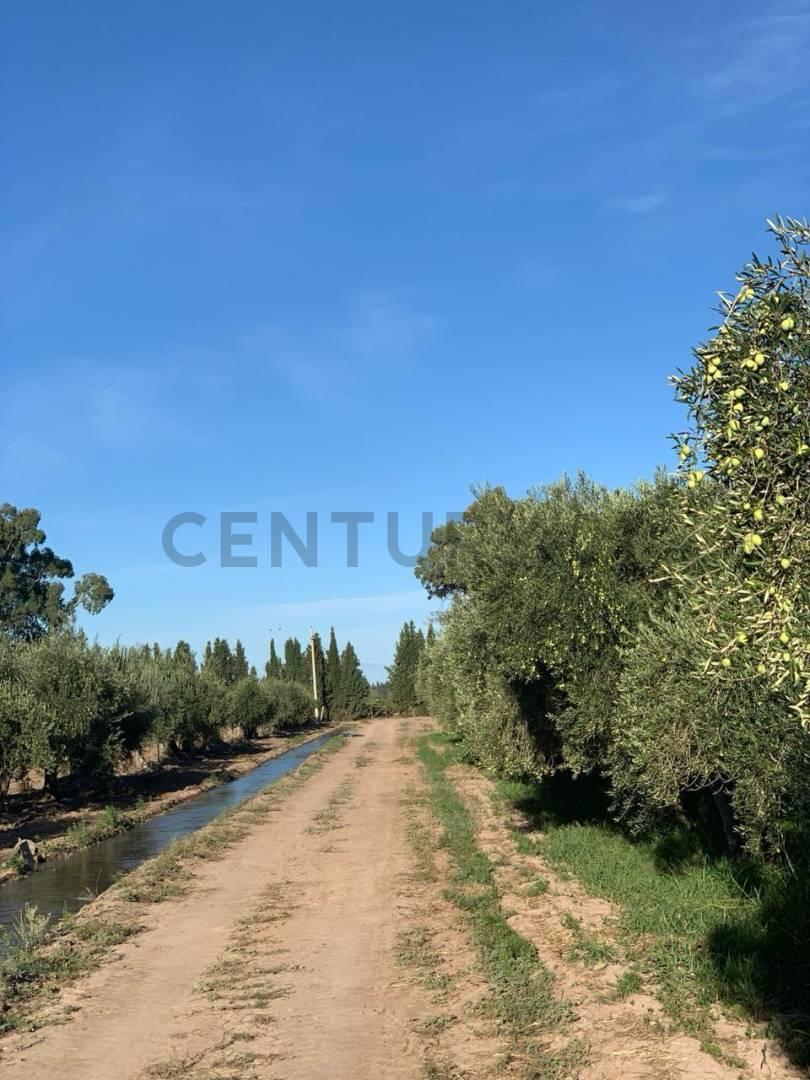 Foto de VENTA DE FINCA EN LAVALLE MENDOZA, imagen 3