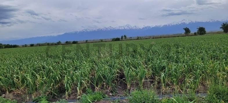 Foto de Century 21 López vende Finca en Tupungato Valle de Uco, Mendoza, imagen 3