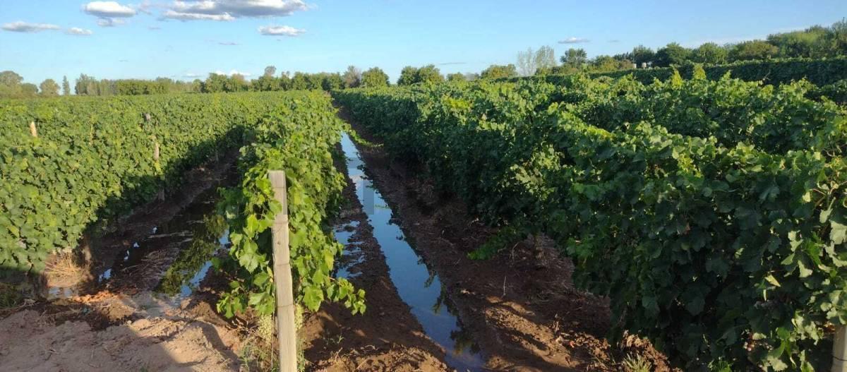 Foto de Century21 López ofrece a la venta Finca Productiva en Montecaseros, San, imagen 5