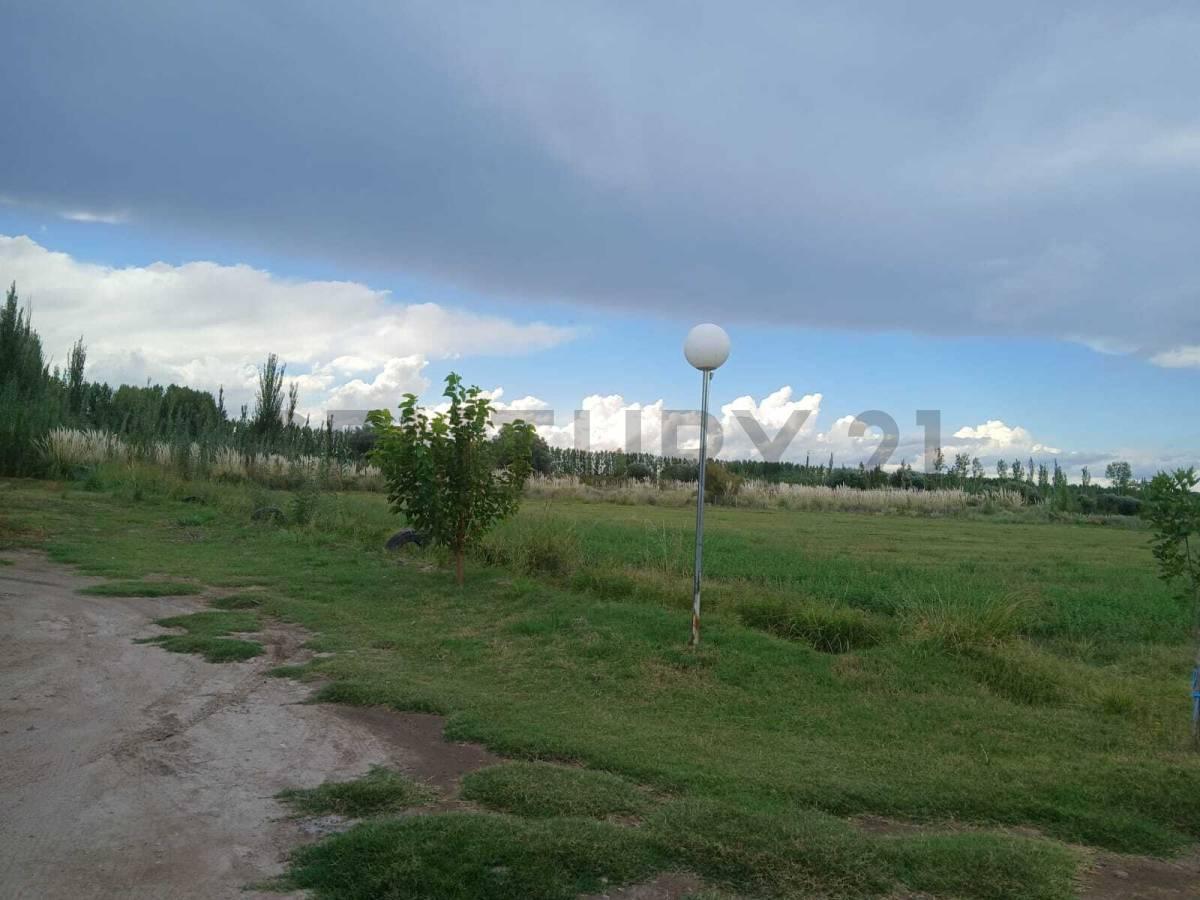 Foto de VENTA FINCA DE 16 HA, EN RUTA PCIAL 165, SAN RAFAEL, MENDOZA, imagen 4
