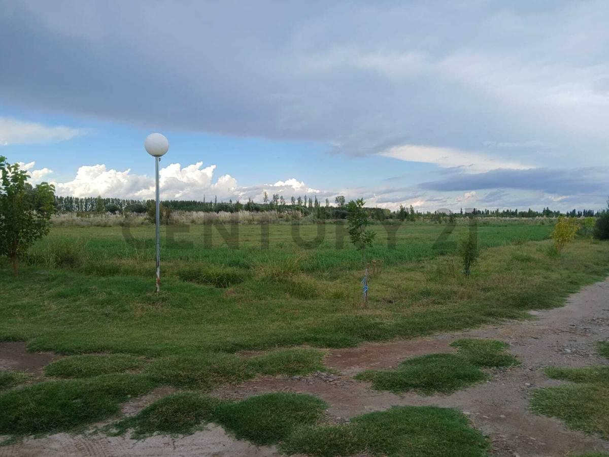 Foto de VENTA FINCA DE 16 HA, EN RUTA PCIAL 165, SAN RAFAEL, MENDOZA, imagen 5