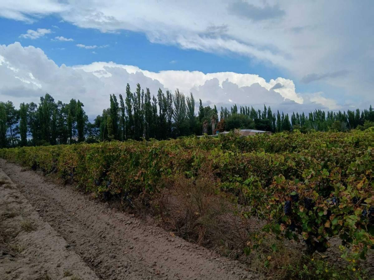 Foto de Venta Finca de 9 Has y 7661,72m2, en Ruta Nacional 143 s/N, Cañada, imagen 5