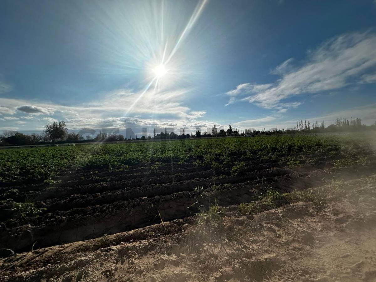 Foto de FINCA EN CHAPANAY SAN MARTIN, imagen 4