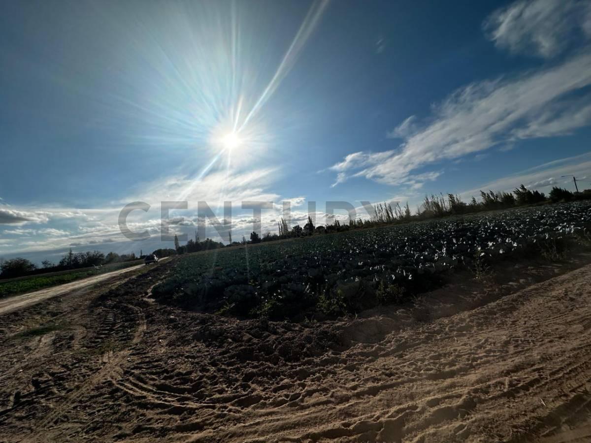 Foto de FINCA EN CHAPANAY SAN MARTIN, imagen 3