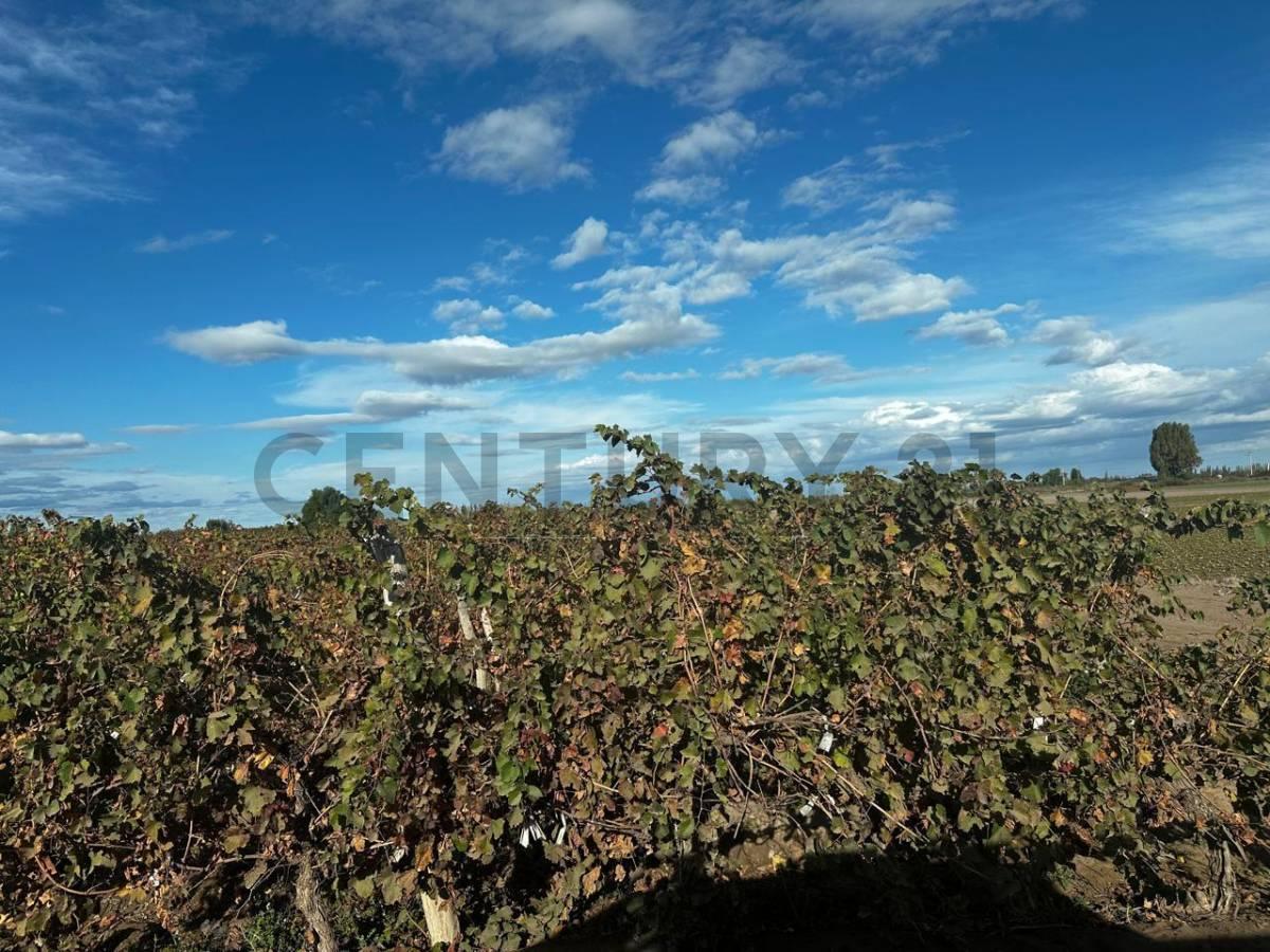 Foto de FINCA EN CHAPANAY SAN MARTIN, imagen 5