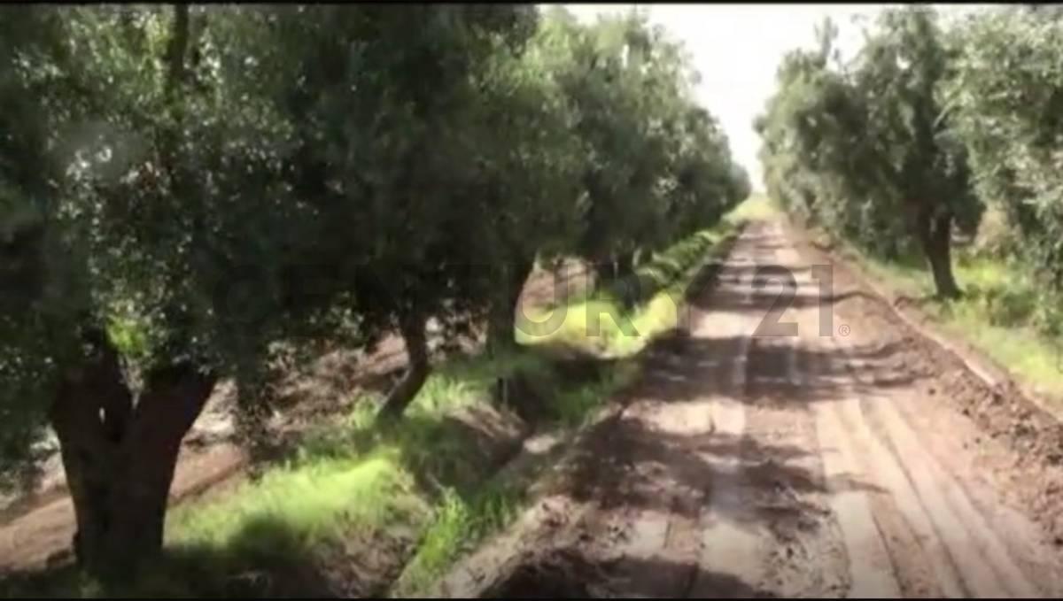 Finca con casco de estancia en Palmira