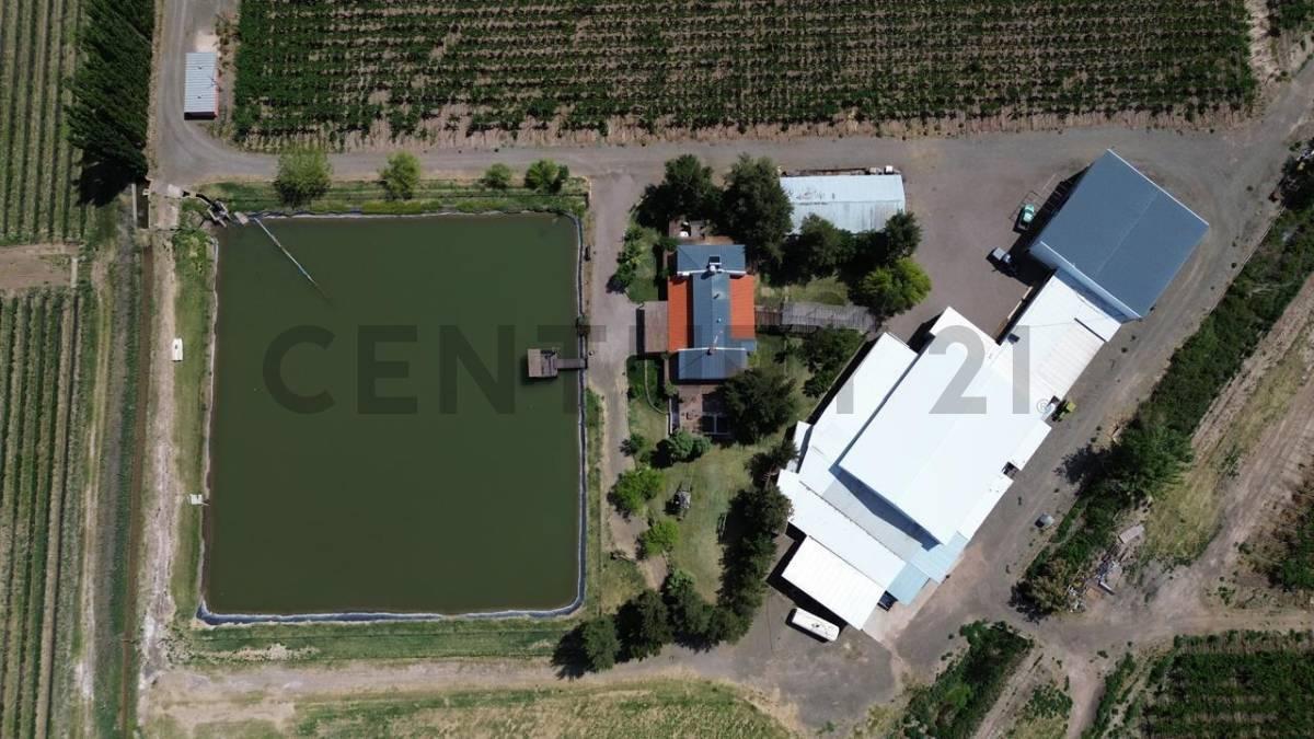Foto de Bodega en Venta Lavalle Mendoza, imagen 3