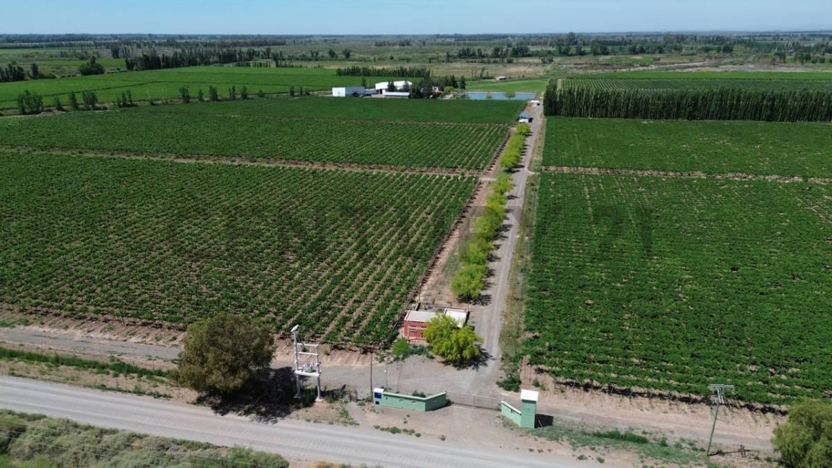 Foto de Bodega en Venta Lavalle Mendoza, imagen 2