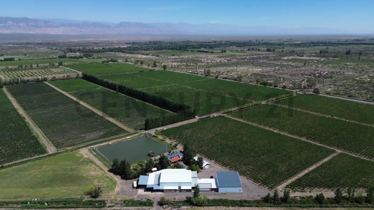Foto de Bodega en Venta Lavalle Mendoza, imagen 4