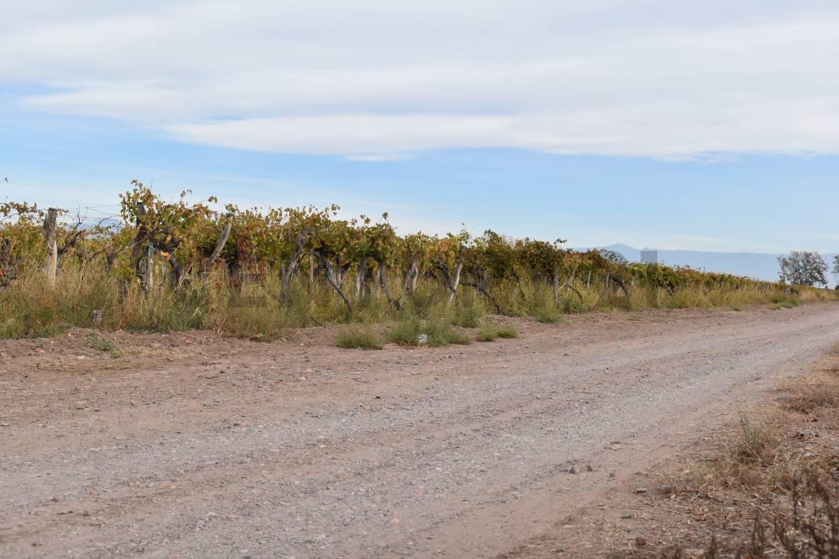 Foto de FINCA A LA VENTA SAN MARTIN, imagen 2