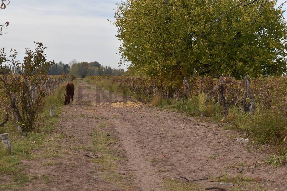Foto de FINCA A LA VENTA SAN MARTIN, imagen 3