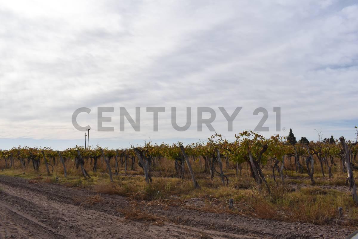 Foto de FINCA A LA VENTA SAN MARTIN, imagen 5