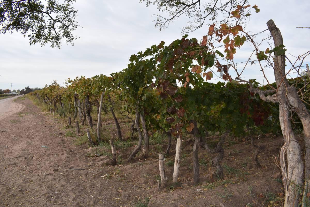 Foto de FINCA A LA VENTA SAN MARTIN, imagen 4