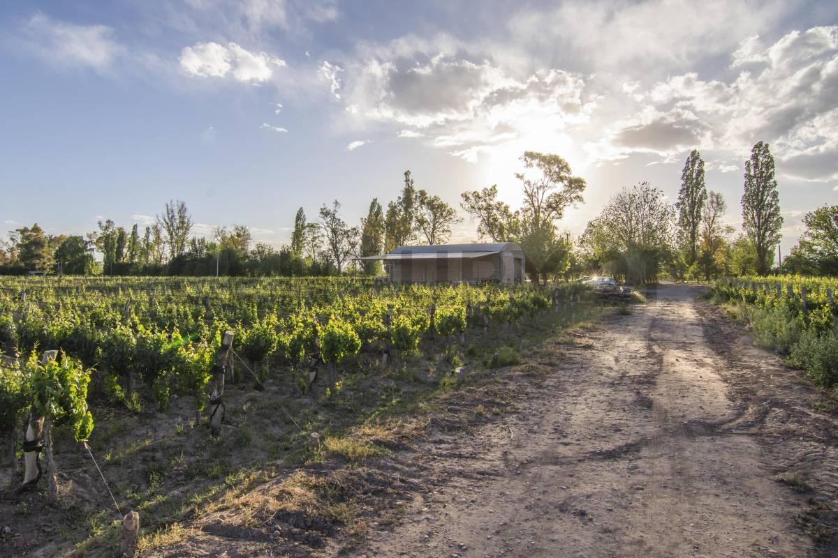Foto de SE VENDE FINCA EN LUJAN DE CUYO, imagen 3