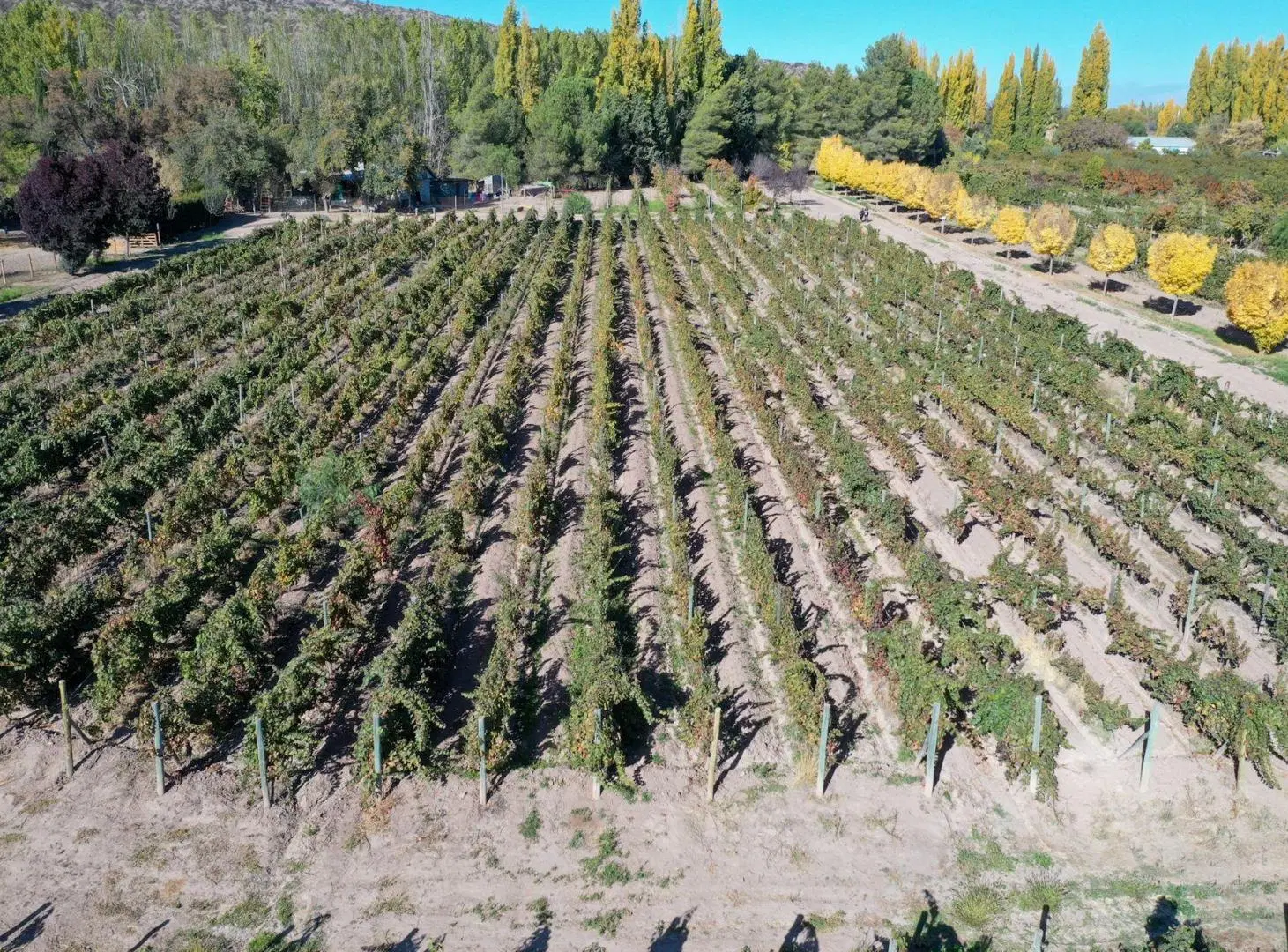 VENTA LOTE CON VIÑEDO MENDOZA  LUJAN DE CUYO PERD 4