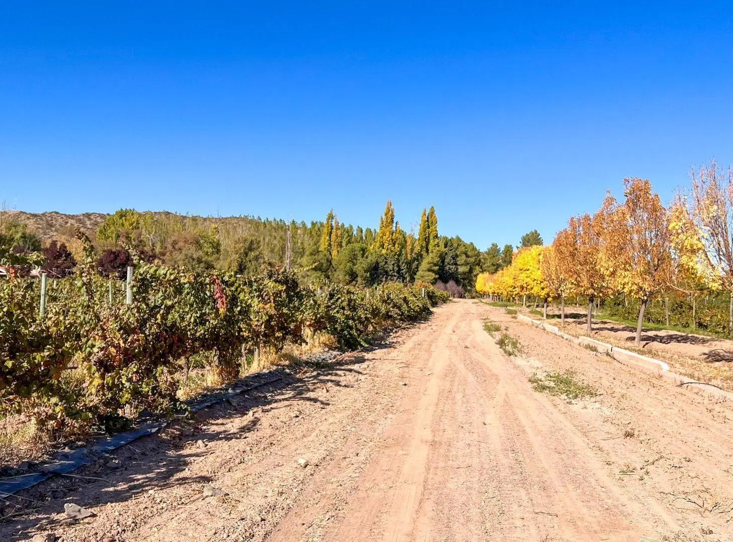 VENTA LOTE CON VIÑEDO MENDOZA  LUJAN DE CUYO PERD 2