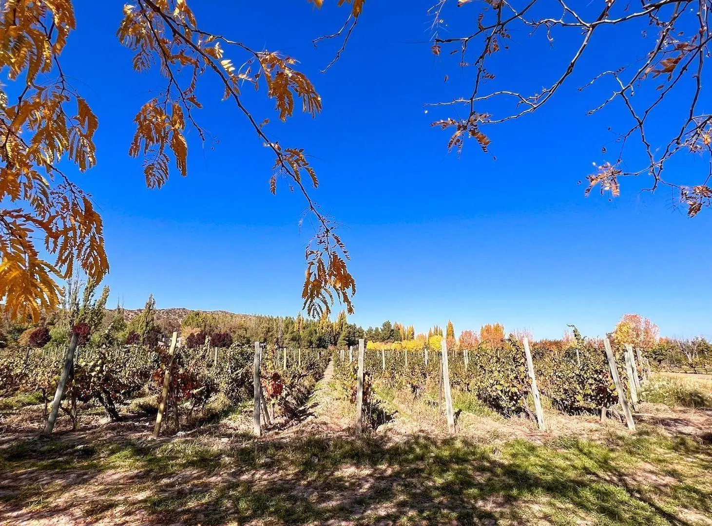 VENTA LOTE CON VIÑEDO MENDOZA  LUJAN DE CUYO PERD 5