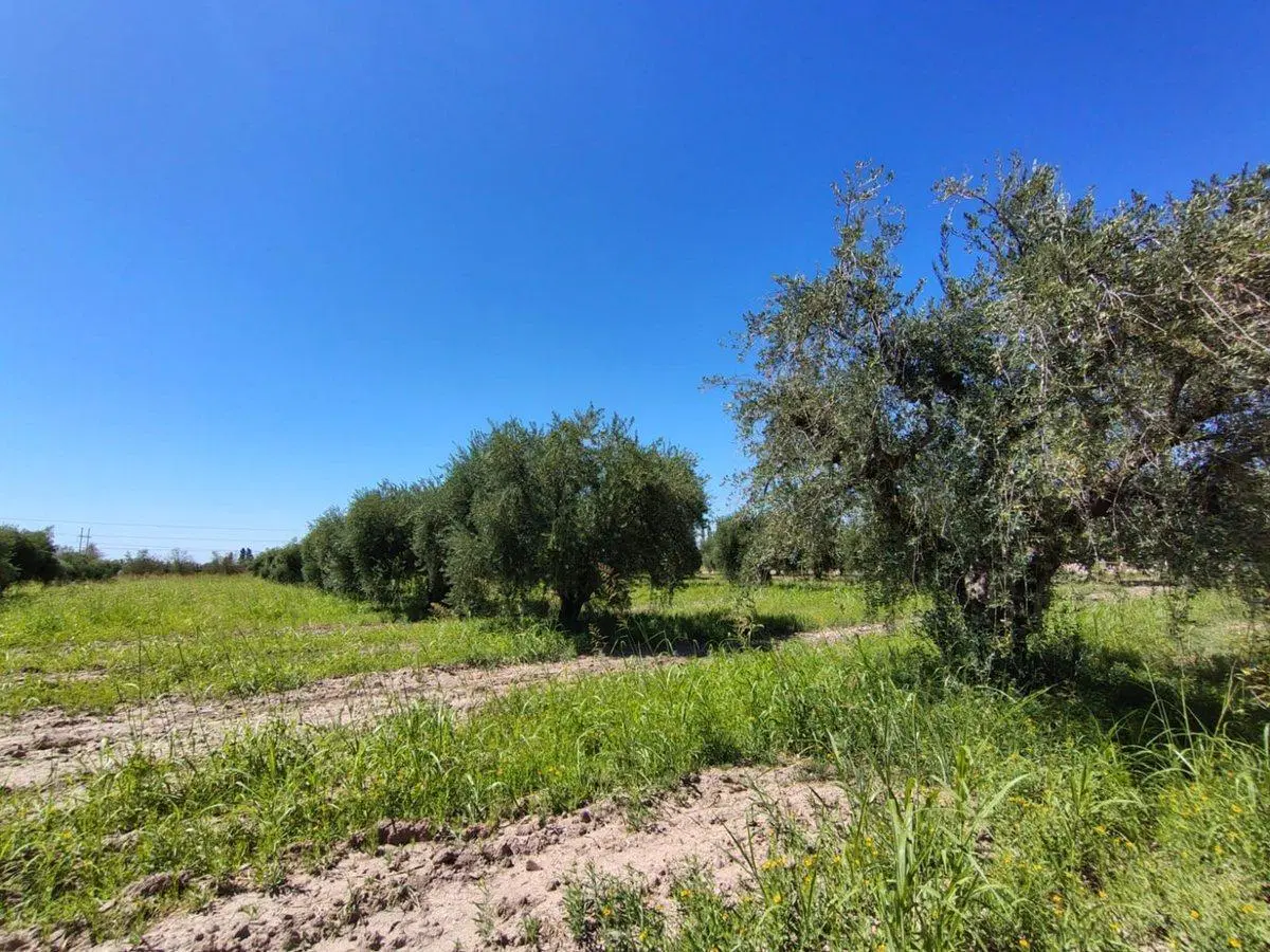 Se vende terreno en Maipú, Mendoza 2