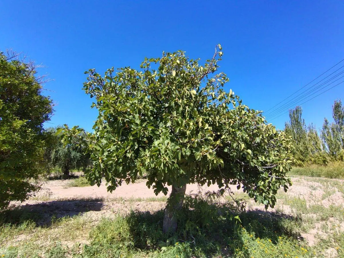 Se vende terreno en Maipú, Mendoza 4
